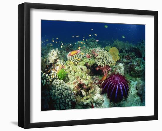 Crown of Thorns Starfish Eats Coral on a Healthy Reef, Similan Islands, Thailand, Southeast Asia-Murray Louise-Framed Photographic Print