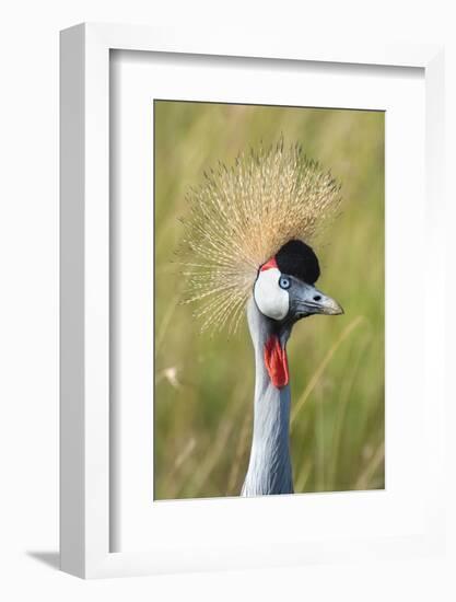 Crowned Crane (Balearica Regulorum Gibbericeps) Masai Mara National Reserve-Constantinos Petrinos-Framed Photographic Print