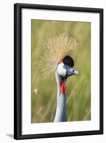 Crowned Crane (Balearica Regulorum Gibbericeps) Masai Mara National Reserve-Constantinos Petrinos-Framed Photographic Print