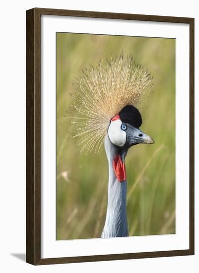 Crowned Crane (Balearica Regulorum Gibbericeps) Masai Mara National Reserve-Constantinos Petrinos-Framed Photographic Print