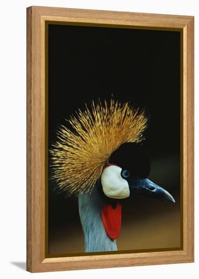 Crowned Crane Profile-W. Perry Conway-Framed Premier Image Canvas