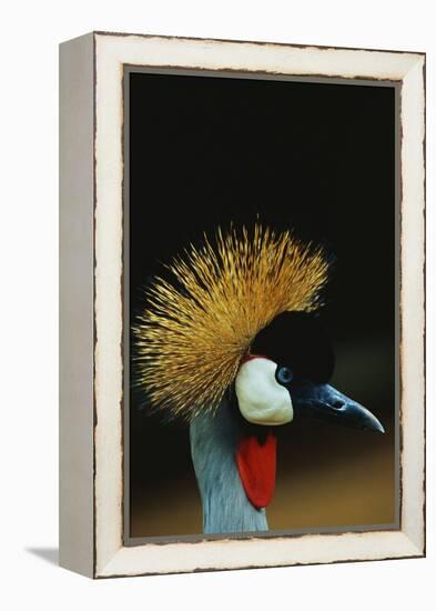 Crowned Crane Profile-W. Perry Conway-Framed Premier Image Canvas