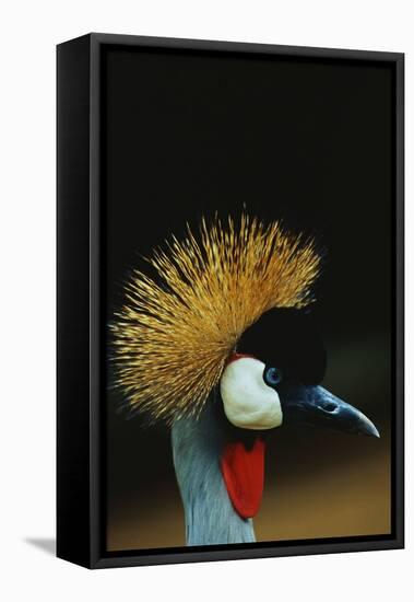 Crowned Crane Profile-W. Perry Conway-Framed Premier Image Canvas