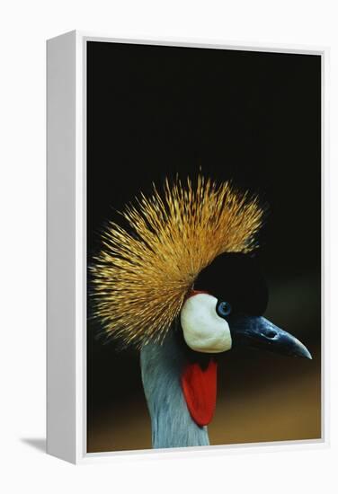 Crowned Crane Profile-W. Perry Conway-Framed Premier Image Canvas