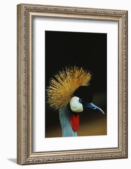 Crowned Crane Profile-W. Perry Conway-Framed Photographic Print