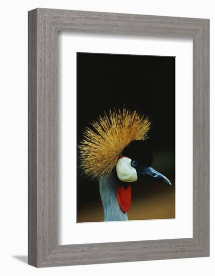 Crowned Crane Profile-W. Perry Conway-Framed Photographic Print