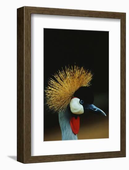 Crowned Crane Profile-W. Perry Conway-Framed Photographic Print