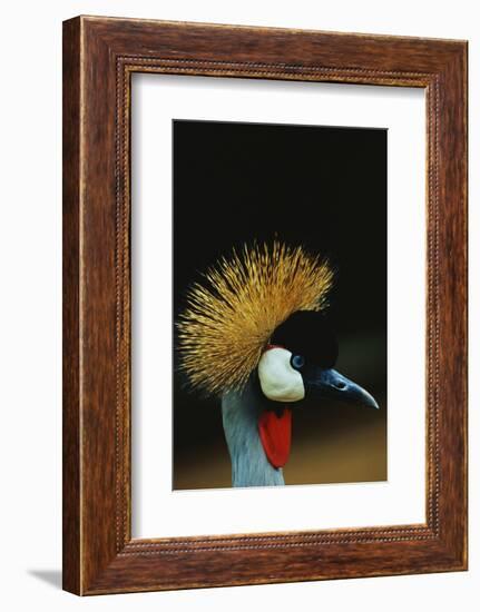 Crowned Crane Profile-W. Perry Conway-Framed Photographic Print