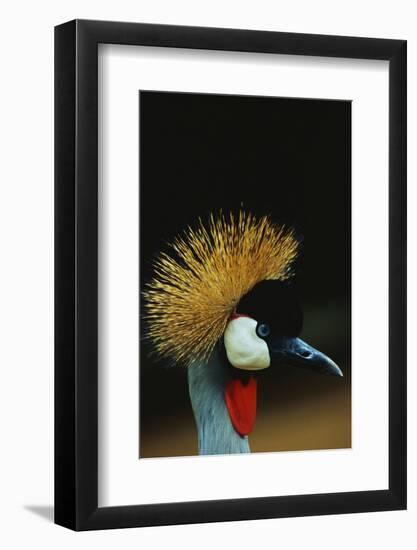 Crowned Crane Profile-W. Perry Conway-Framed Photographic Print