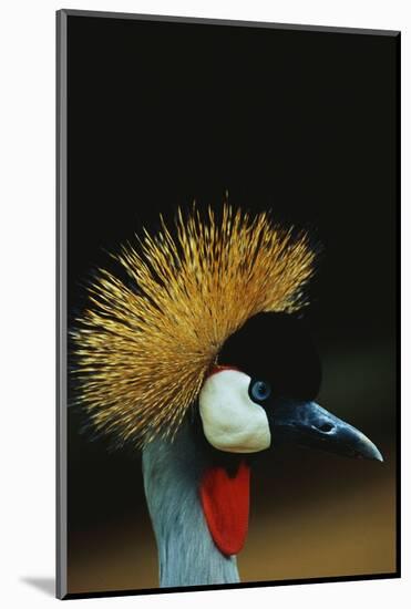 Crowned Crane Profile-W. Perry Conway-Mounted Photographic Print