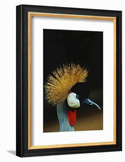 Crowned Crane Profile-W. Perry Conway-Framed Photographic Print