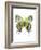 Crowned Hairstreak Butterfly-Lawrence Lawry-Framed Photographic Print