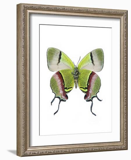 Crowned Hairstreak Butterfly-Lawrence Lawry-Framed Photographic Print