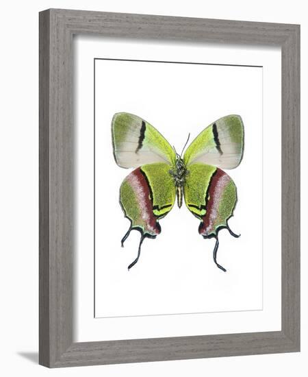 Crowned Hairstreak Butterfly-Lawrence Lawry-Framed Photographic Print