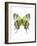 Crowned Hairstreak Butterfly-Lawrence Lawry-Framed Photographic Print