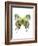 Crowned Hairstreak Butterfly-Lawrence Lawry-Framed Photographic Print