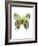 Crowned Hairstreak Butterfly-Lawrence Lawry-Framed Photographic Print