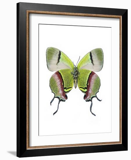 Crowned Hairstreak Butterfly-Lawrence Lawry-Framed Photographic Print