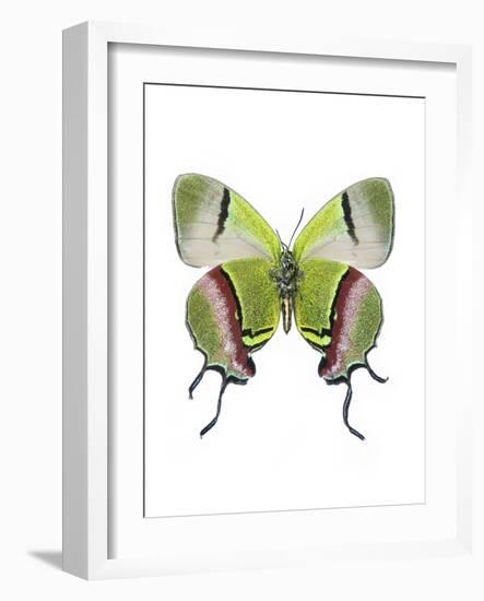 Crowned Hairstreak Butterfly-Lawrence Lawry-Framed Photographic Print