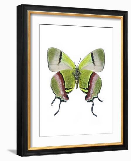 Crowned Hairstreak Butterfly-Lawrence Lawry-Framed Photographic Print