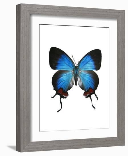 Crowned Hairstreak Butterfly-Lawrence Lawry-Framed Photographic Print