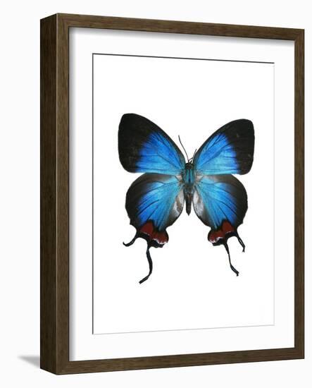 Crowned Hairstreak Butterfly-Lawrence Lawry-Framed Photographic Print