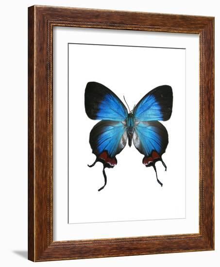 Crowned Hairstreak Butterfly-Lawrence Lawry-Framed Photographic Print