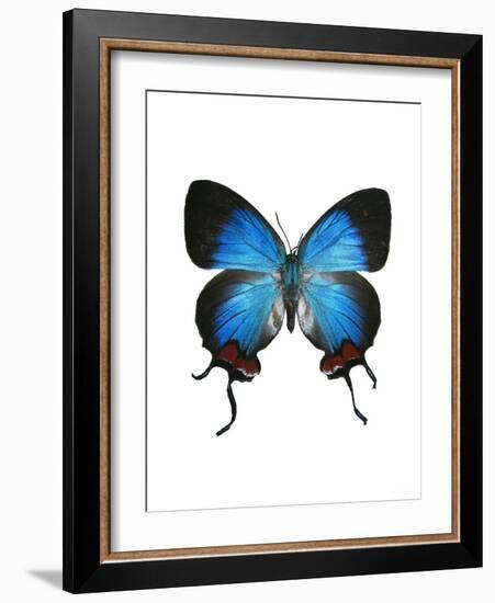 Crowned Hairstreak Butterfly-Lawrence Lawry-Framed Photographic Print