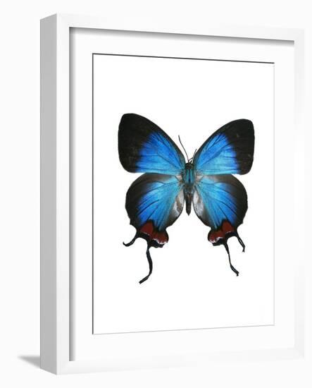 Crowned Hairstreak Butterfly-Lawrence Lawry-Framed Photographic Print