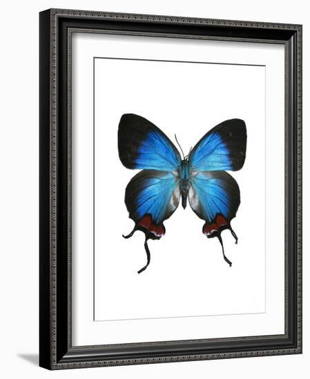 Crowned Hairstreak Butterfly-Lawrence Lawry-Framed Photographic Print