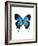 Crowned Hairstreak Butterfly-Lawrence Lawry-Framed Photographic Print