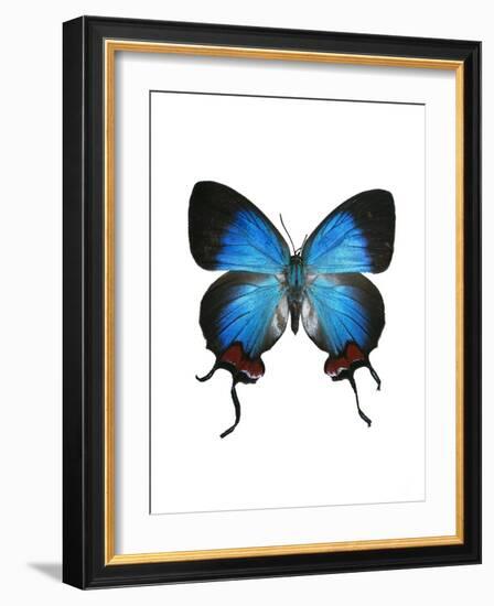 Crowned Hairstreak Butterfly-Lawrence Lawry-Framed Photographic Print