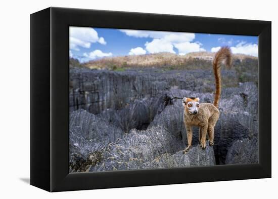 Crowned lemur climbing over limestone, Madagascar-Nick Garbutt-Framed Premier Image Canvas