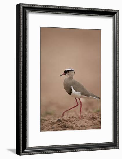 Crowned Plover (Crowned Lapwing) (Vanellus Coronatus)-James Hager-Framed Photographic Print