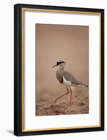 Crowned Plover (Crowned Lapwing) (Vanellus Coronatus)-James Hager-Framed Photographic Print