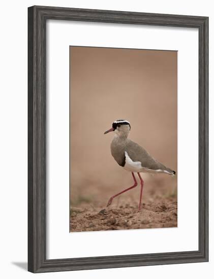 Crowned Plover (Crowned Lapwing) (Vanellus Coronatus)-James Hager-Framed Photographic Print