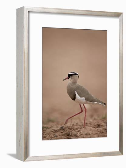 Crowned Plover (Crowned Lapwing) (Vanellus Coronatus)-James Hager-Framed Photographic Print