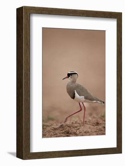 Crowned Plover (Crowned Lapwing) (Vanellus Coronatus)-James Hager-Framed Photographic Print