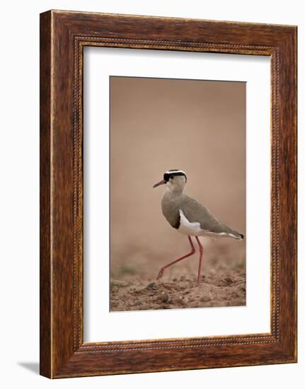 Crowned Plover (Crowned Lapwing) (Vanellus Coronatus)-James Hager-Framed Photographic Print