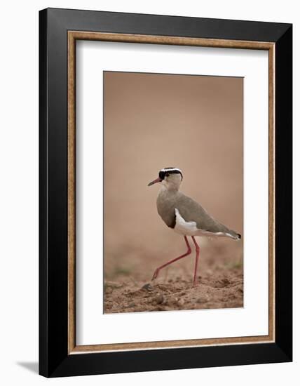 Crowned Plover (Crowned Lapwing) (Vanellus Coronatus)-James Hager-Framed Photographic Print