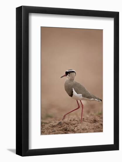 Crowned Plover (Crowned Lapwing) (Vanellus Coronatus)-James Hager-Framed Photographic Print