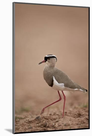 Crowned Plover (Crowned Lapwing) (Vanellus Coronatus)-James Hager-Mounted Photographic Print