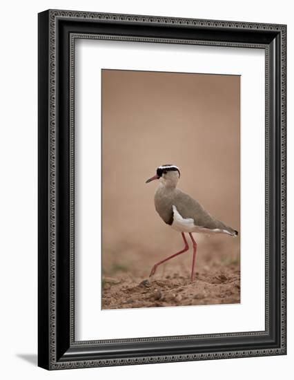 Crowned Plover (Crowned Lapwing) (Vanellus Coronatus)-James Hager-Framed Photographic Print