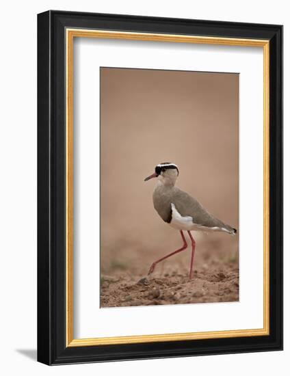 Crowned Plover (Crowned Lapwing) (Vanellus Coronatus)-James Hager-Framed Photographic Print