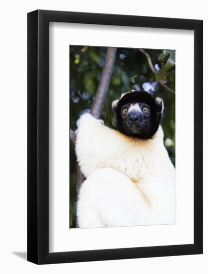 Crowned Verreaux's Sifaka (propithecus verreauxi coronatus), Nosy Iranja, northern area, Madagascar-Christian Kober-Framed Photographic Print