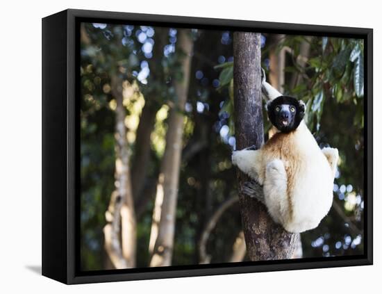 Crowned Verreaux's Sifaka (propithecus verreauxi coronatus), Nosy Iranja, northern area, Madagascar-Christian Kober-Framed Premier Image Canvas