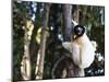 Crowned Verreaux's Sifaka (propithecus verreauxi coronatus), Nosy Iranja, northern area, Madagascar-Christian Kober-Mounted Photographic Print