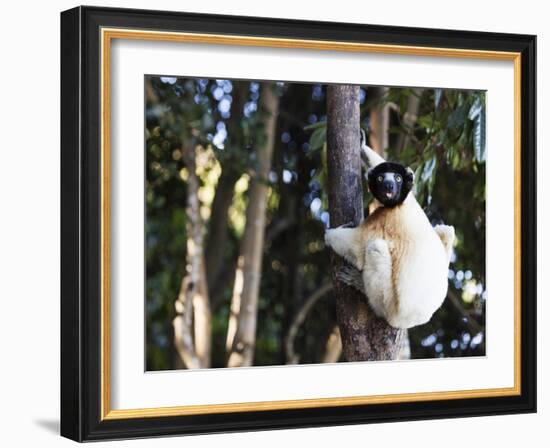 Crowned Verreaux's Sifaka (propithecus verreauxi coronatus), Nosy Iranja, northern area, Madagascar-Christian Kober-Framed Photographic Print