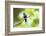 Crowned Woodnymph (Thalurania colombica) at Arenal Volcano National Park, Costa Rica-Matthew Williams-Ellis-Framed Photographic Print