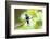 Crowned Woodnymph (Thalurania colombica) at Arenal Volcano National Park, Costa Rica-Matthew Williams-Ellis-Framed Photographic Print